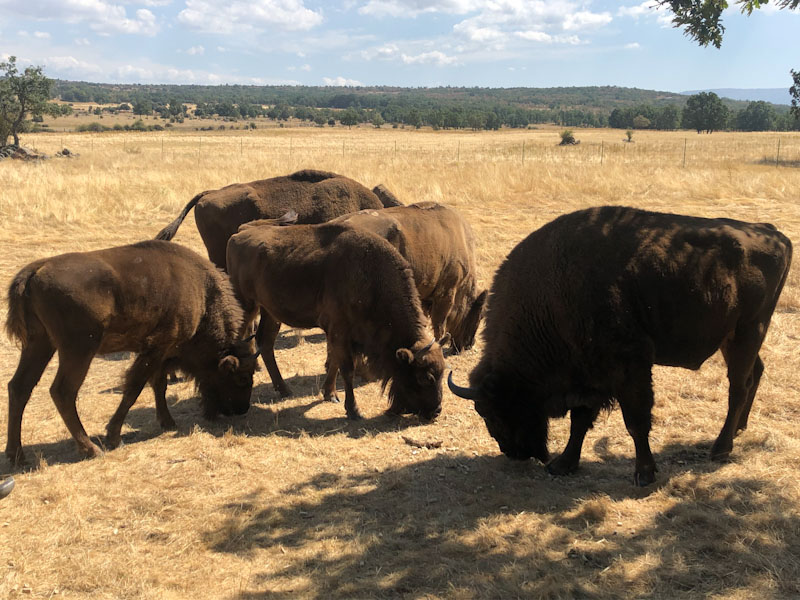 LA MATA ROSUEROS BISONTES 5 edited