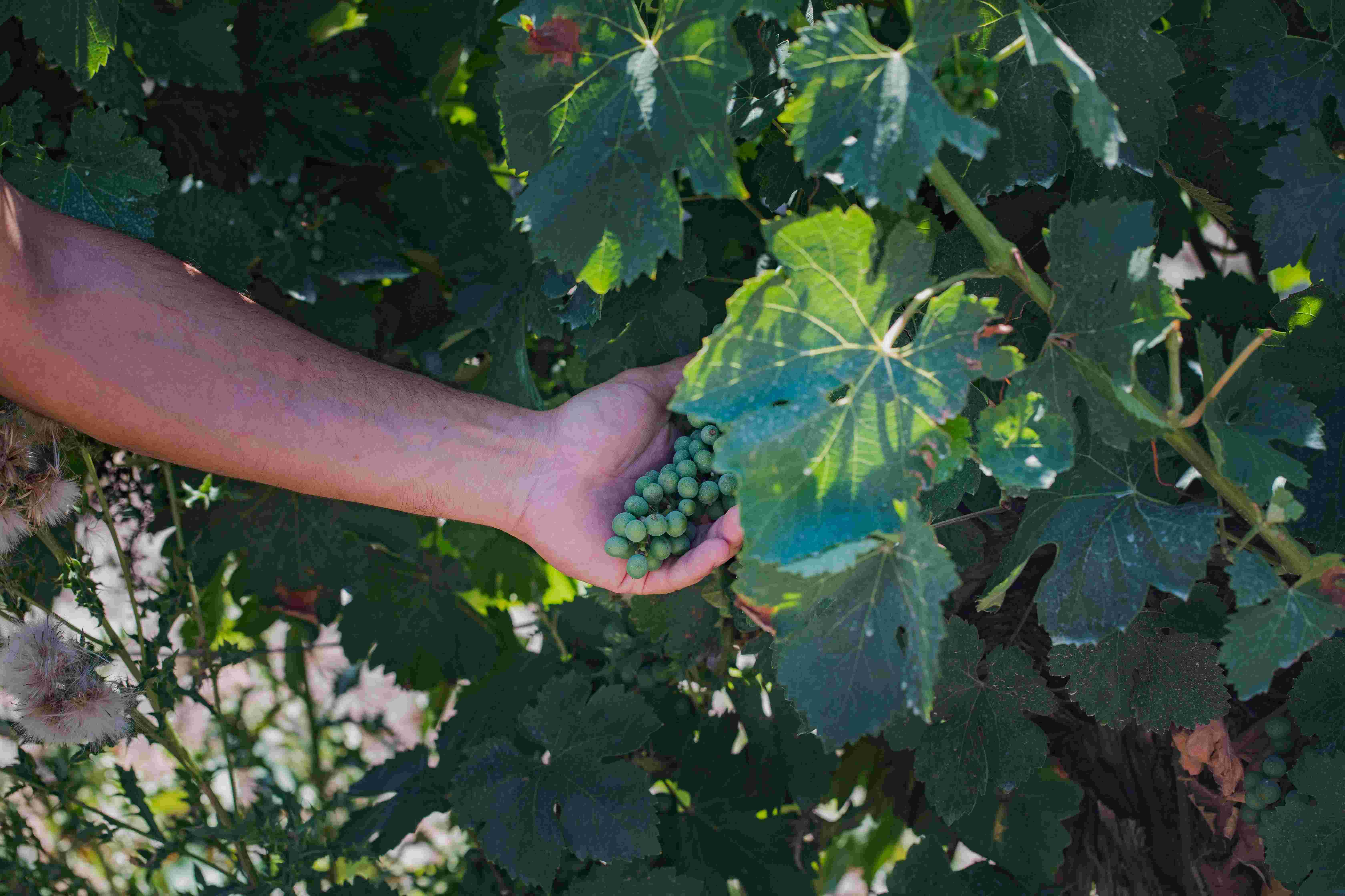 El pueblo de Segovia que se une a la Ruta del Vino de Rueda