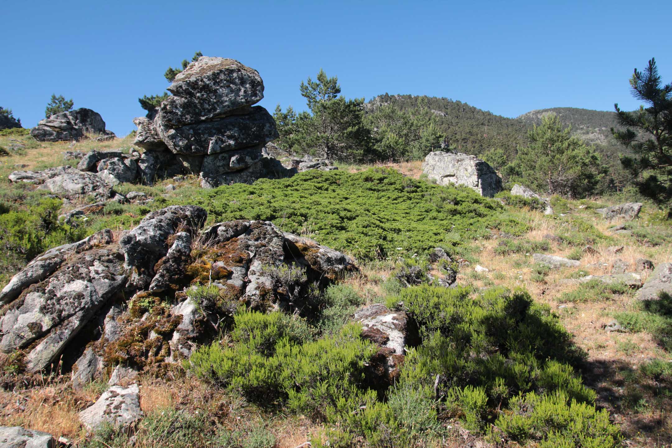 Parque_Natural_Sierra_Norte_de_Guadarrama_26.jpg