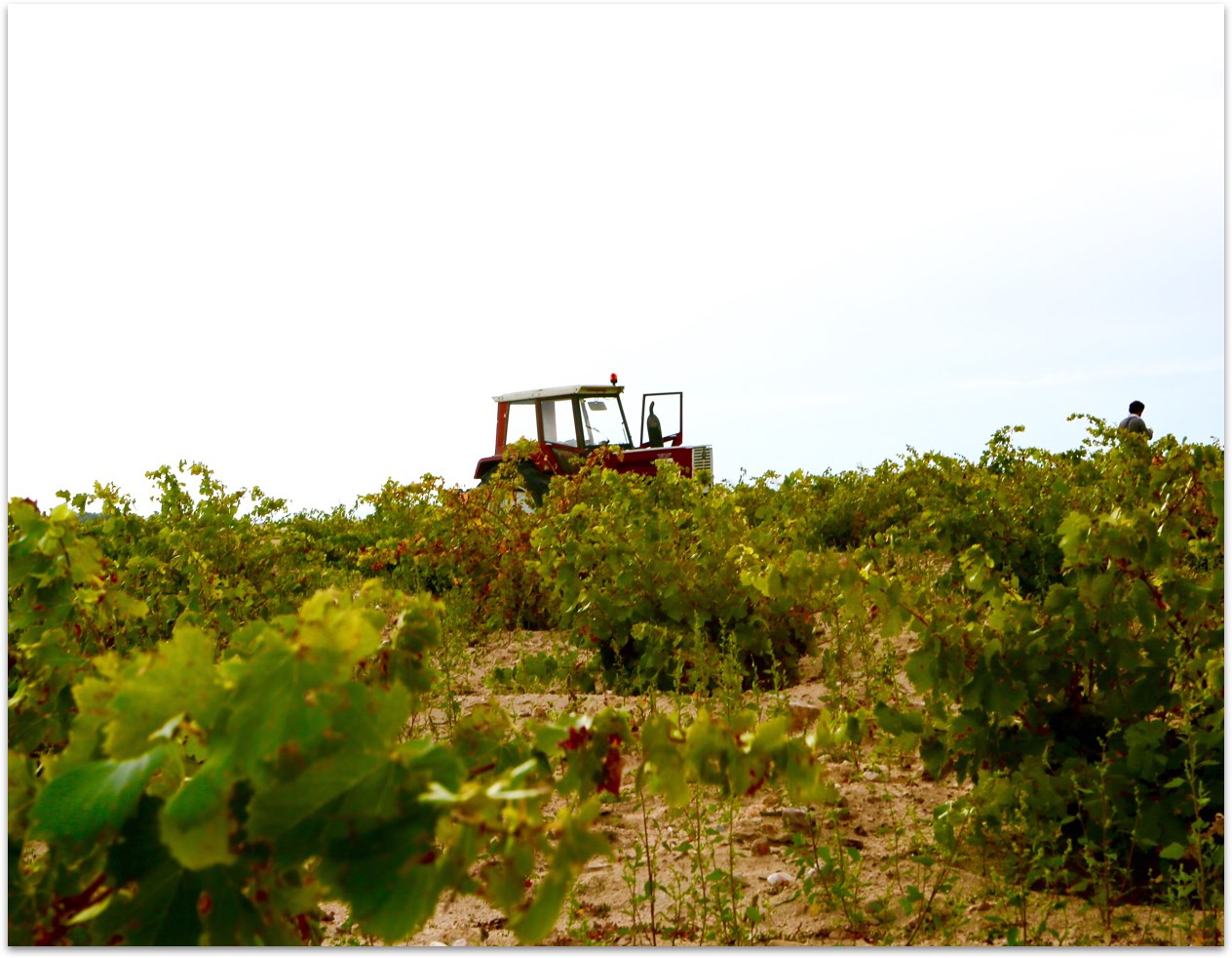 bodegas-camiruaga-tractor.jpg