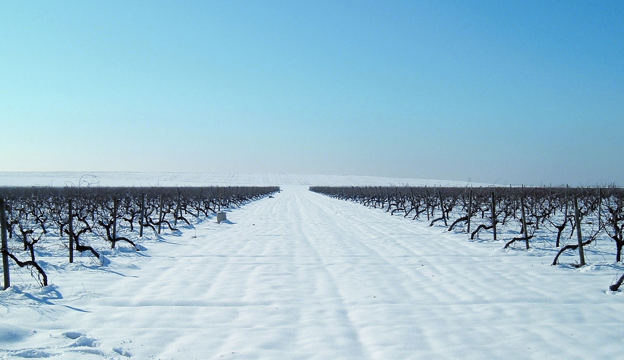 viñedo_nevado_Nieva.JPG