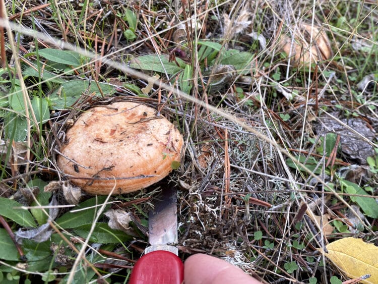 Cinco restaurantes segovianos participan en las Jornadas Micológicas